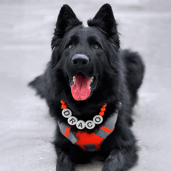 Collar Paw Partner Grande - Rewoow®