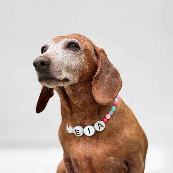 Collar Paw Partner Mediano - Rewoow®