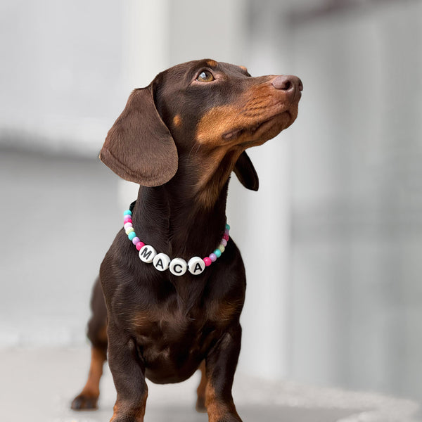Collar Paw Partner Pequeño - Rewoow®